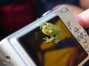 Amazon frog