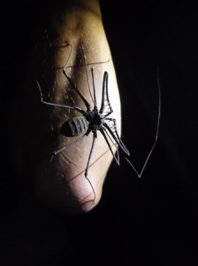 Amazon spider