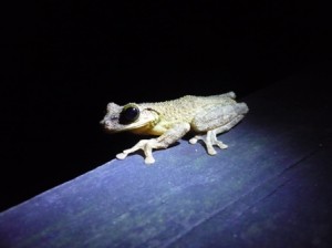 Amazon tree frog