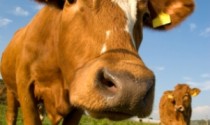 Holy Cow! – Hormones used in beef farming