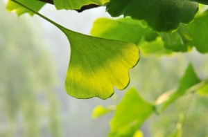 Gingko