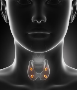 Thyroid Gland